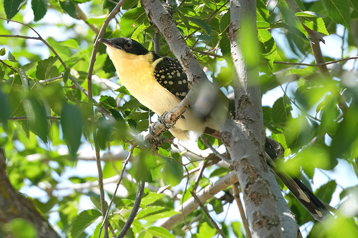 Häherkuckuck Clamator glandarius
