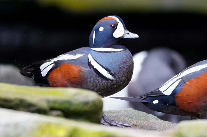 Enten Zoo Hagenbeck