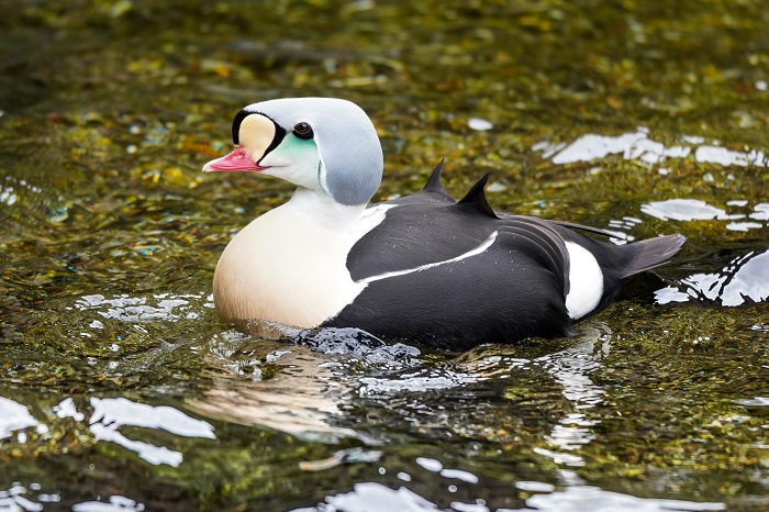 Entenarten Tierpark Hagenbeck