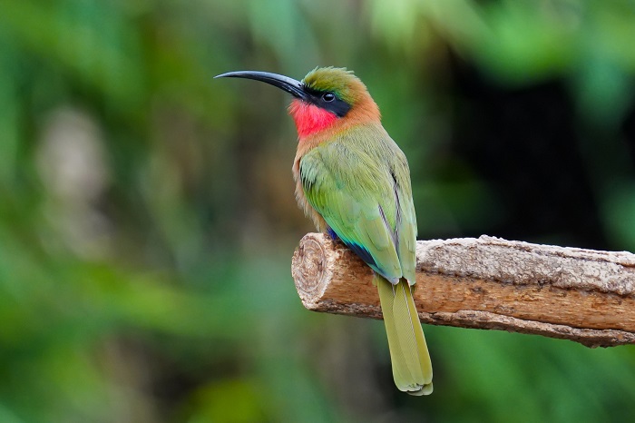 Tierpark Hagenbeck Vogelarten