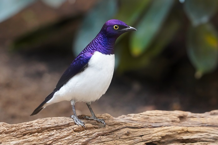 Vögel Hagenbeck