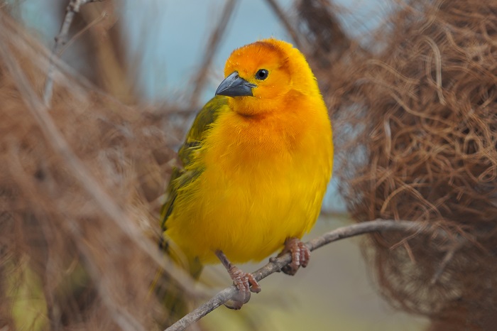 Vogelarten Tierpark Hagenbeck