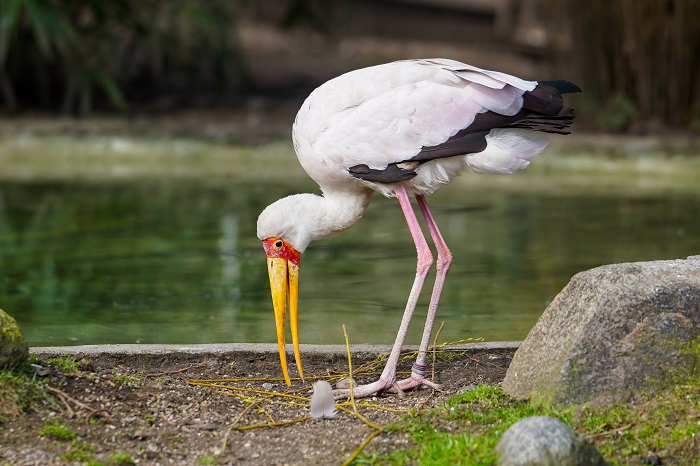 Vogelarten Zoo Hagenbeck