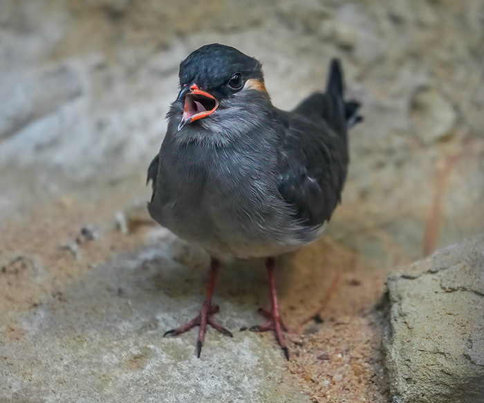Halsbandbrachschwalbe