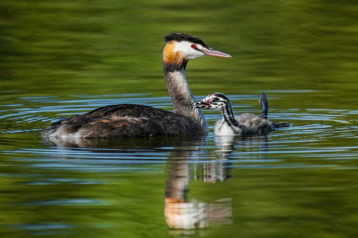 Haubentaucher mit Küken Vogelbeobachtung Echinger Stausee