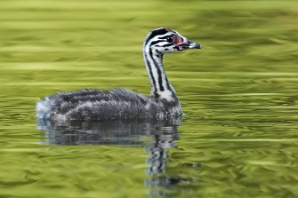 Vögel am Ammersee