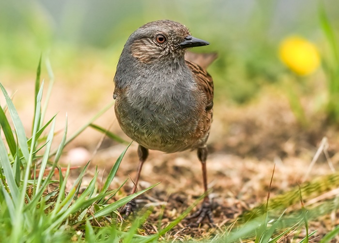 Vogelarten Schottland
