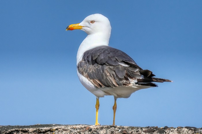 Heringsmöwe