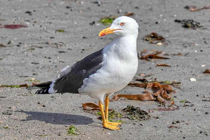 Möwe