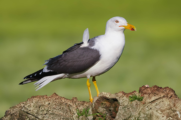 Möwe