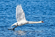 Schwan