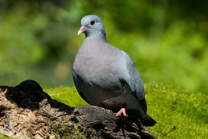 Hohltaube