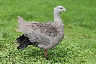 Hühnergans