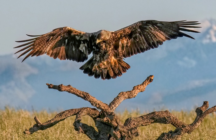 Iberienadler