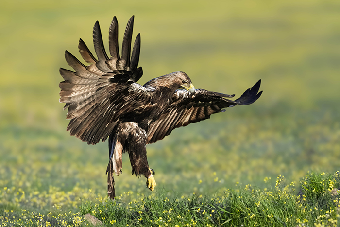 Adler fotografieren Adler Fotoversteck