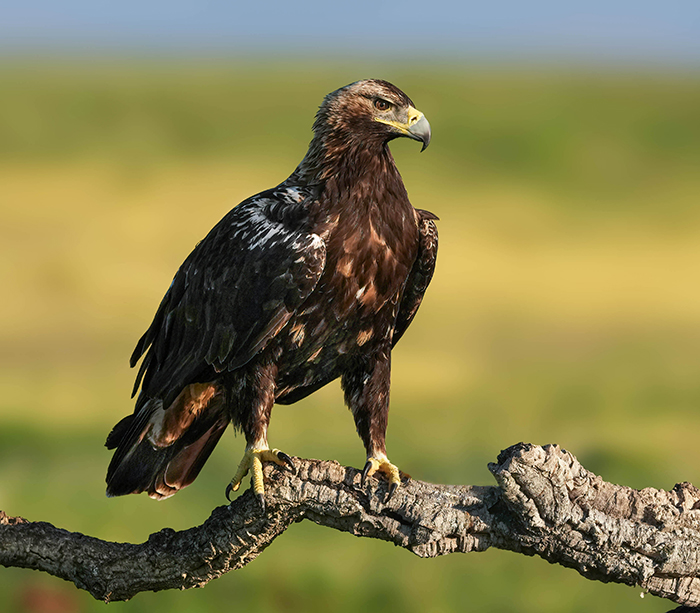 Iberienadler Fotoansitz