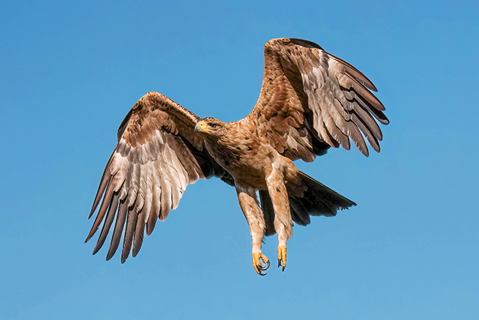 Iberienadler