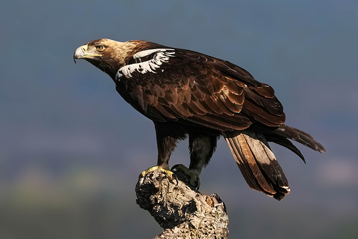 Spanischer Kaiseradler Iberienadler