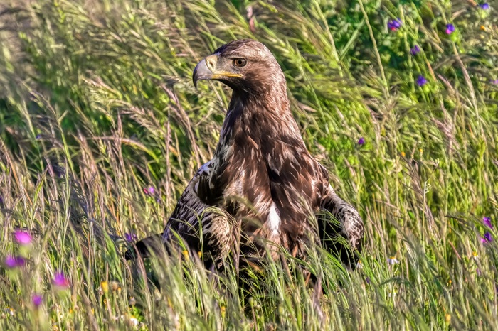 Spanischer Kaiseradler Fotoansitz Adler Fotoversteck