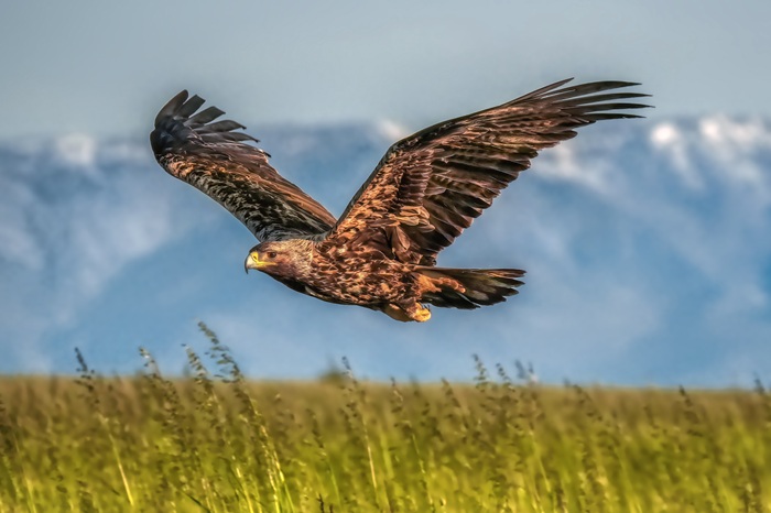 Iberienadler im Flug