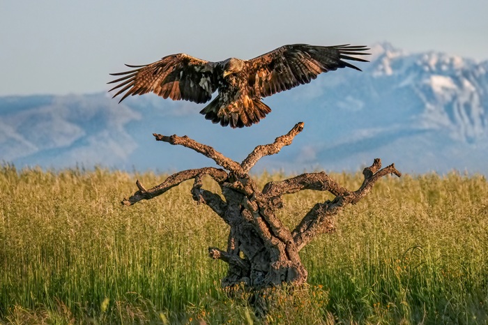 Kaiseradler Fotoansitz