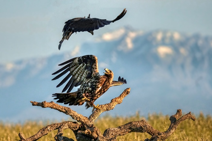 Spanischer Kaiseradler