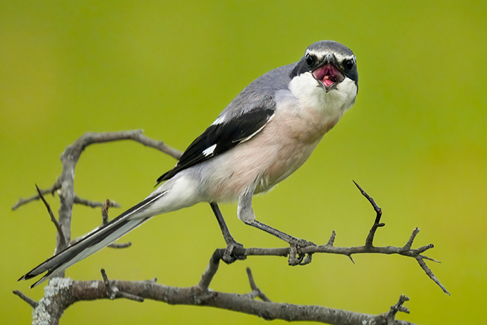 Iberienraubwürger