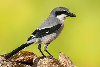 südlicher Raubwürger