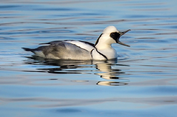 Ismaninger Speichersee Vögel