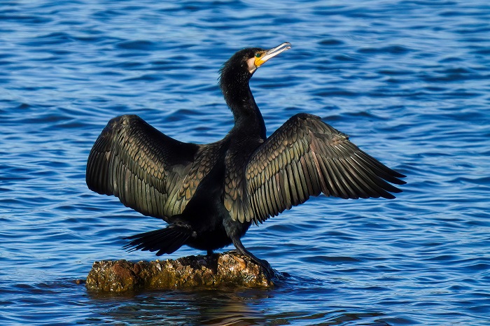 Ismaninger Speichersee Vögel