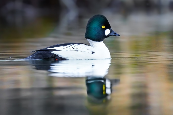 Ismaninger Speichersee Vogelarten