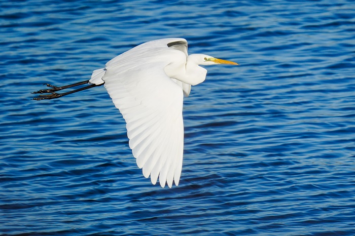 Ismaninger Speicherse Vögel Silberreiher