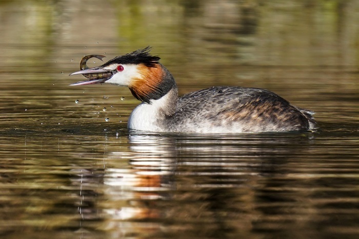 Vögel Ismaninger Speichersee