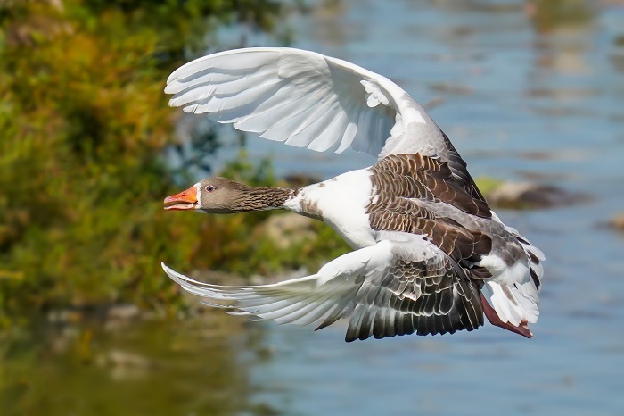 Vögel Ismaninger Speichersee