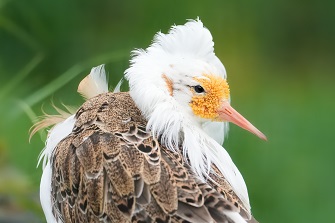 kampfläufer