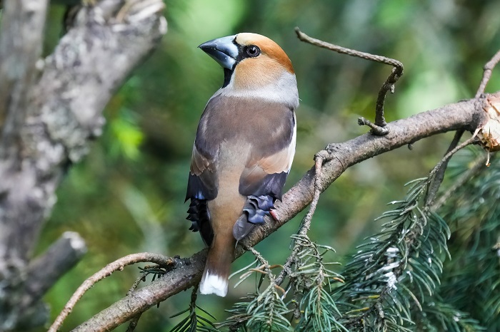 heimische Vogelarten