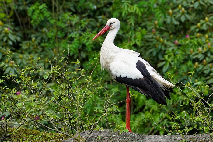 Klapperstorch