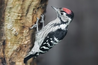 Kleinspecht
