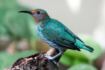 Purpurnaschvogel