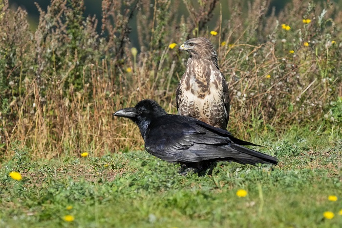 Kolkrabe und Mäusebussard
