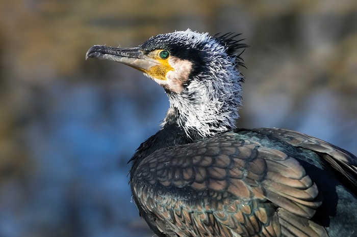 Kormoran