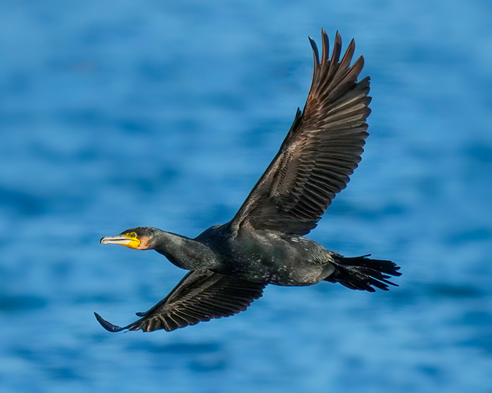 Kormoran