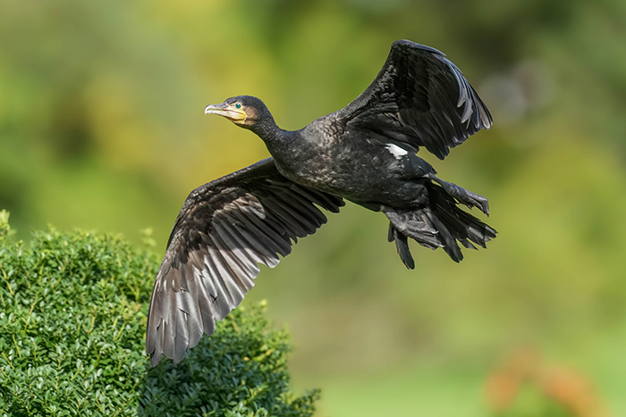 Kormoran