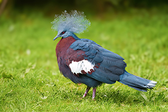 Kronentaube Vogel mit roten Augen