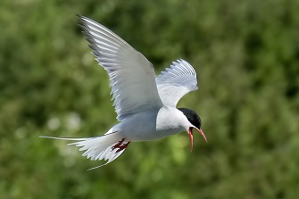 Küstenseeschwalbe