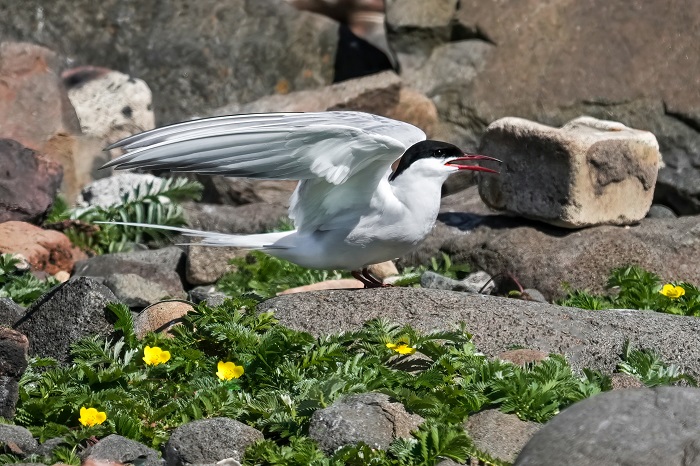 Vogelarten Isle of May