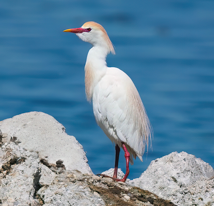 Kuhreiher Foto