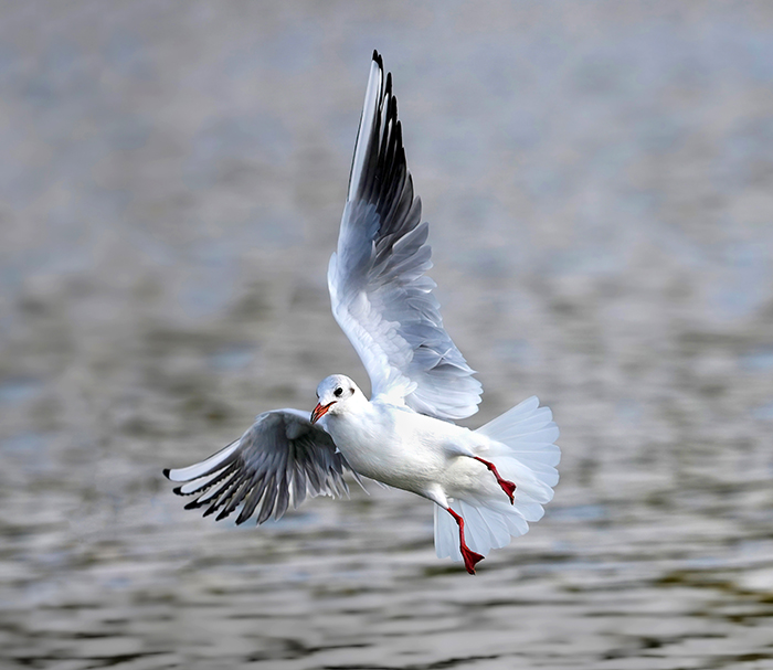 Lachmöwe Flugaufnahme