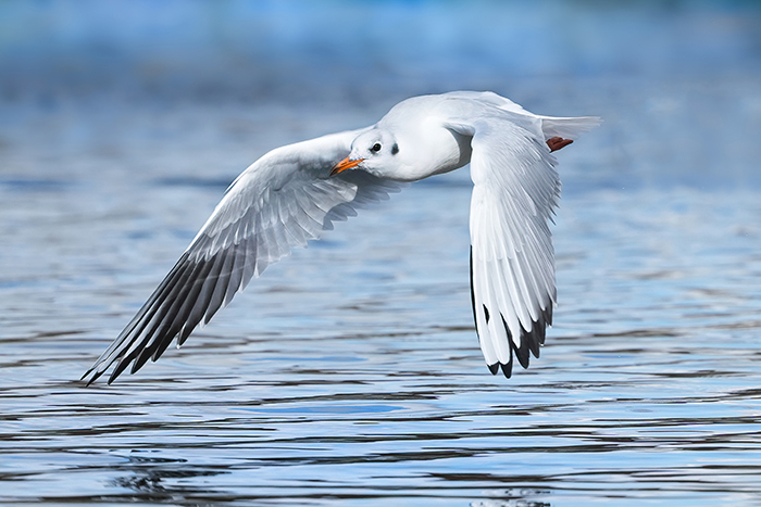 fliegende Lachmöwen
