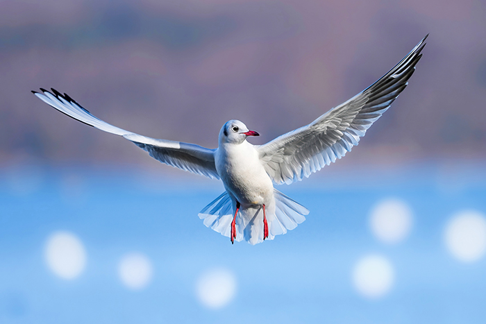 fliegende Lachmöwe Bild